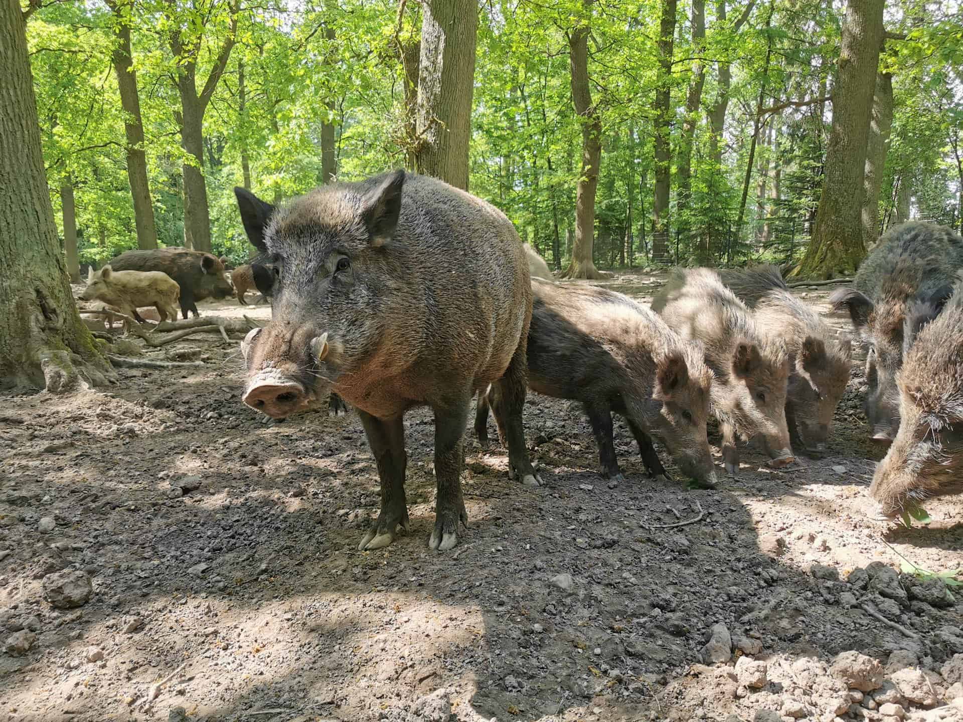 Wildpark Neuhaus